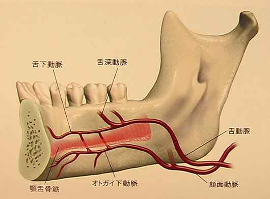 口腔内動脈