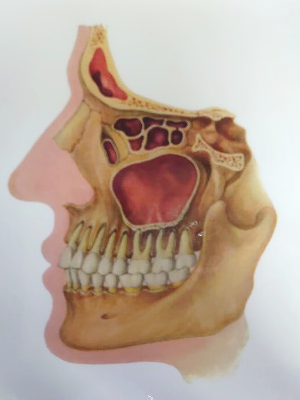 上顎洞の位置